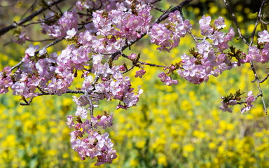 桜と菜の花