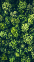 Fototapeta premium High definition green tree images