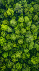 Naklejka premium High definition green tree images