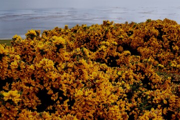 Wild flowers of Falklands Islands