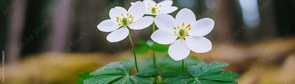 Aufkleber Delicate white flower blooming in a natural setting surrounded by greenery and soft light creating a serene look