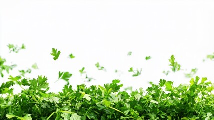 Fototapeta premium Fresh Green Parsley Leaves on White Background for Culinary Use
