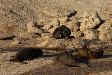 australian fur seal