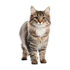 Fluffy cat standing confidently on transparency background, showcasing its beautiful fur and expressive eyes