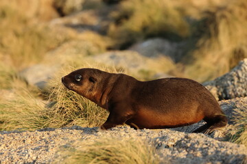Fototapeta premium australian fur seal