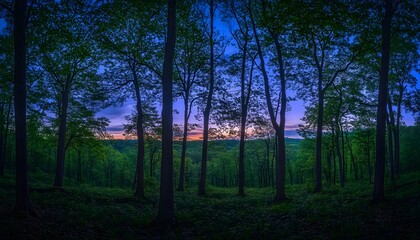 forest, tree, fog, trees, nature, landscape, mist, light, misty, autumn, sun, morning, wood, woods, pine, dark, green, foggy, sunlight, spring, path, woodland, leaf, night, fall
