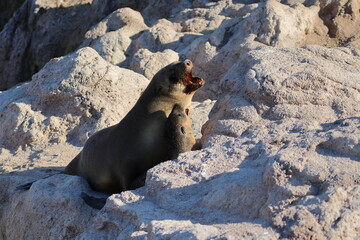 australian fur seal