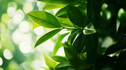 Obraz premium Lush Green Leaves in Soft Light Background