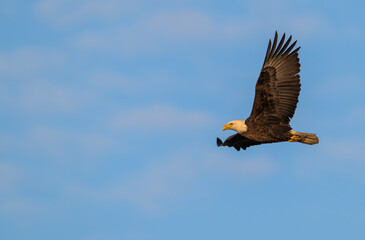 American bald eagle in flight.