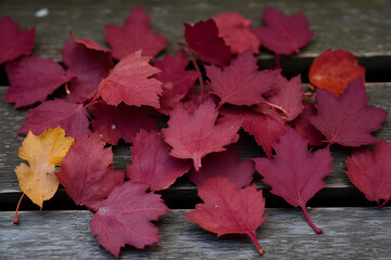 Obraz premium Autumn Burgundy Leaves