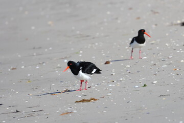 pied oystercatcher