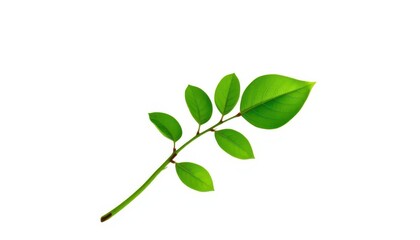Obraz premium Single vibrant green plant, isolated on pure white backdrop, summer, organic