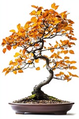beech bonsai tree with golden autumn leaves isolated on white background 