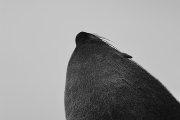 australian fur seal