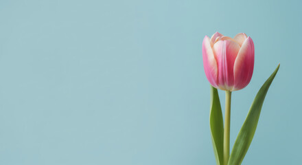 Fototapeta premium A single pink tulip with its green leaves stands alone