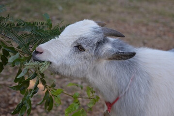 A cute white and gray dwarf goat happily munches on fresh leaves on a farm, its small hooves planted firmly on the ground as it enjoys its meal in a peaceful rural setting.