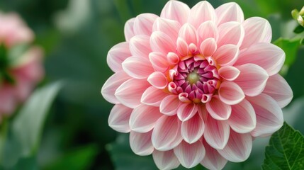 Fototapeta premium Pink Dahlia Flower Close-up