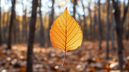 Obraz premium Sunlight filtering through tall trees with a single glowing leaf in soft focus, warm natural tones and peaceful forest atmosphere
