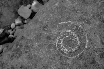 Jurassic fossil, England, 2016