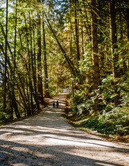 Tropical trees and moss forest in west Canada in October
