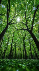 Fototapeta premium A serene view of a lush forest filled with towering trees, their vibrant green leaves creating a dense canopy overhead. Sunlight filters through, casting dappled shadows on the forest floor.