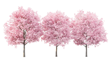 Three pink cherry blossom trees blooming on transparent background