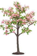 Obraz premium crabapple bonsai tree with small pink flowers isolated on white background 