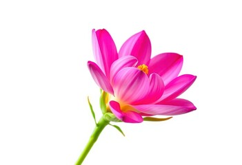 A single vibrant bloom, petals unfurled, set against pure white, colorful,  soft