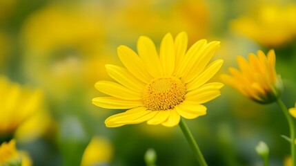 Obraz premium In the spring fields, wildflowers are in full bloom, emitting the fragrance of nature, full of natural beauty and harmony, making people feel the warmth and hope of spring.