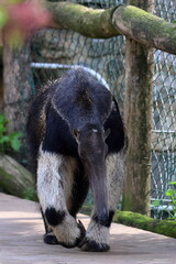 anteater