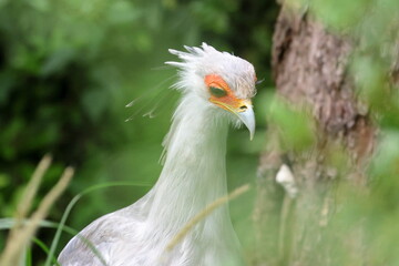 secretary bird