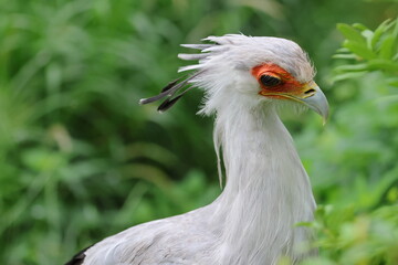 secretary bird