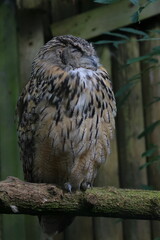 owl