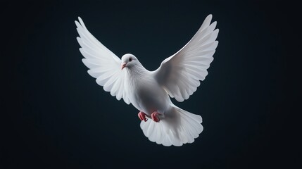 Fototapeta premium A graceful white dove in mid-flight, wings elegantly spread. This stunning bird symbolizes peace and hope, set against a dark background that enhances its beauty and serenity.