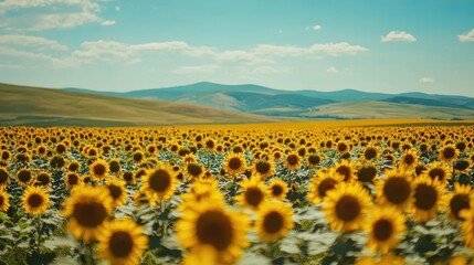 Obraz premium Vibrant Sunflower Field Under Clear Blue Sky and Gentle Mountains