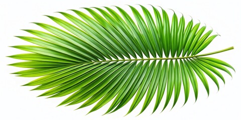 Obraz premium Lush Single Palm Leaf, Isolated Tropical Foliage, PNG Background