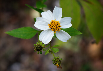 White flower in the garden_Butterfly Needles