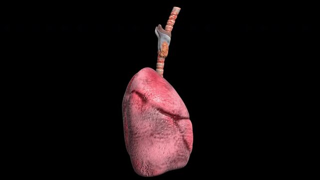 3d model of human lungs rotating on alpha channel background in seamless loop.