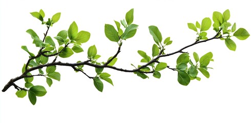 Fototapeta premium Vibrant Green Leafy Branch with Fresh Leaves on a Bright White Background : Generative AI
