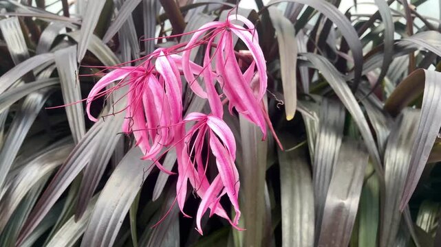 Purple Crinum Lily or also known as Black Lily, an outdoor ornamental plant that has large, attractive flowers on leafless stems that grow from bulbs.