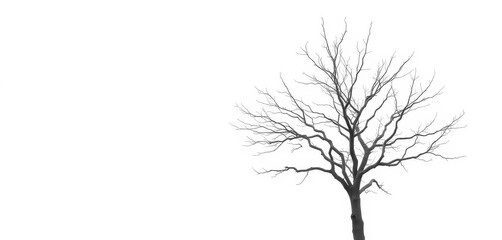 Obraz premium Lone deciduous tree, stark branches against pure white backdrop, peaceful, leafless