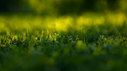 Closeup of Vibrant Green Grass in Sunlight