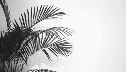 Elegant black and white photo of tropical palm leaves casting shadows on white background : Generative AI