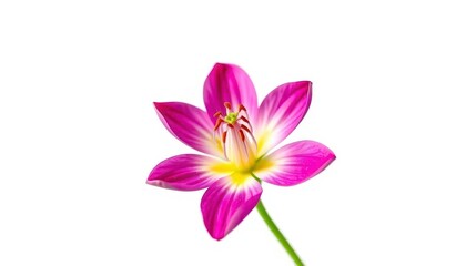 Naklejka premium Single vibrant bloom, petals perfectly unfurled, against pure white backdrop, macro, vivid