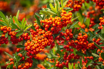 Close-up of Narrowleaf Firethorn (Pyracantha angustifolia)