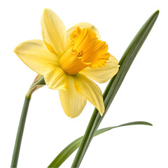 yellow daffodil isolated on white © efuture studio
