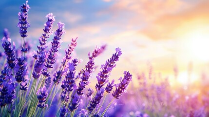 Fototapeta premium Beautiful Lavender Field at Sunset with Colorful Sky Background
