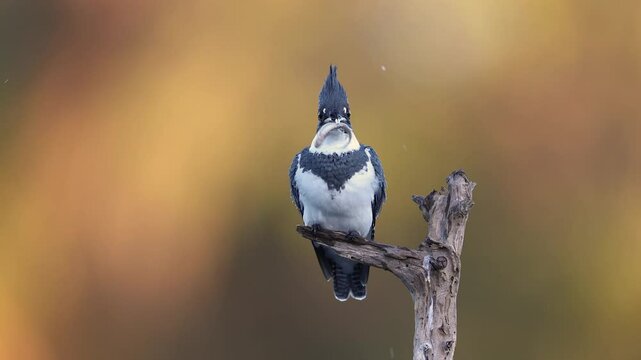 A belted kingfisher fishing in a lake