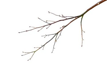 Fototapeta premium Delicate, bare branches isolated on pure white background, stark, simple