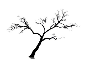 Fototapeta premium Single, majestic tree silhouetted against a bright white backdrop, background, natural